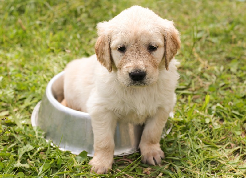 A Golden Retriever puppy is sitting in his food tray (picture taken with Canon EOS 6D and Canon EF 50mm F1.4 USM )