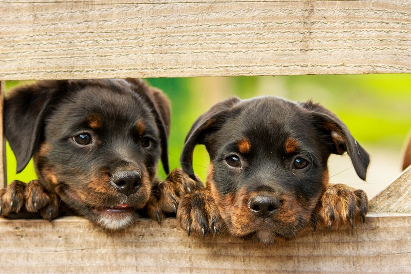 Two rottweiler puppys behind a wooden fence (picture taken with Canon EOS 7D and Canon EF 70-200mm F4 L IS USM )