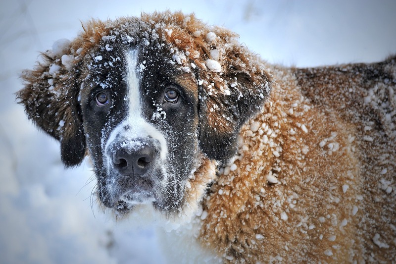 A snowy St Bernard (picture taken with Nikon D700 and Nikon AF-S 70-200mm f/4 G ED VR)