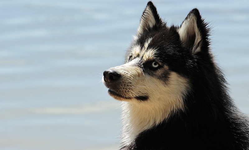 A Siberian Husky at the lake (picture taken with Canon EOS 100D and Canon EF-S 18-135mm f/3,5-5,6 IS STM)