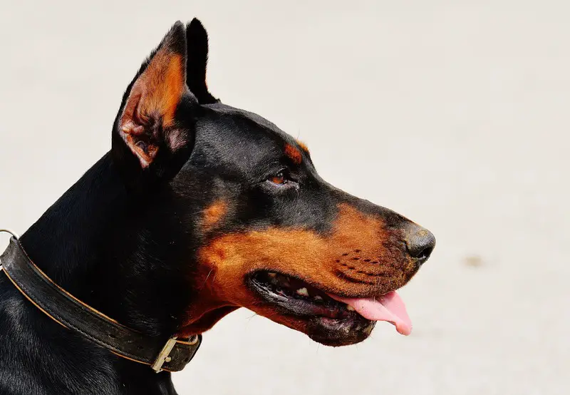 A Doberman with tongue hanging out (picture taken with Nikon D3200 and Nikon AF-S DX 18-300mm F3.5-5.6 G ED VR)