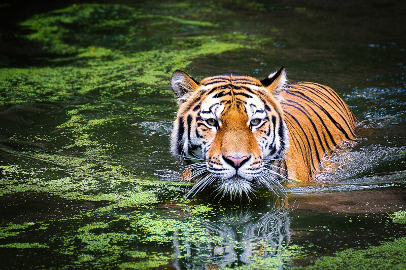 Tiger swimming in swamp (picture taken with Canon EOS 550D and Canon EF 70-300mm F4-5.6 L IS USM)