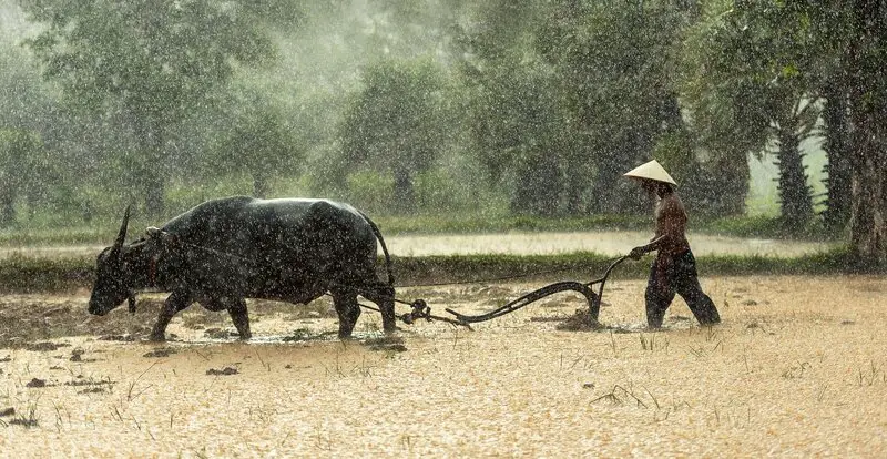 A buffalo farmer is plowing a wet field (picture taken with Nikon D810 and Nikon AF-S 85mm F1.8 G)