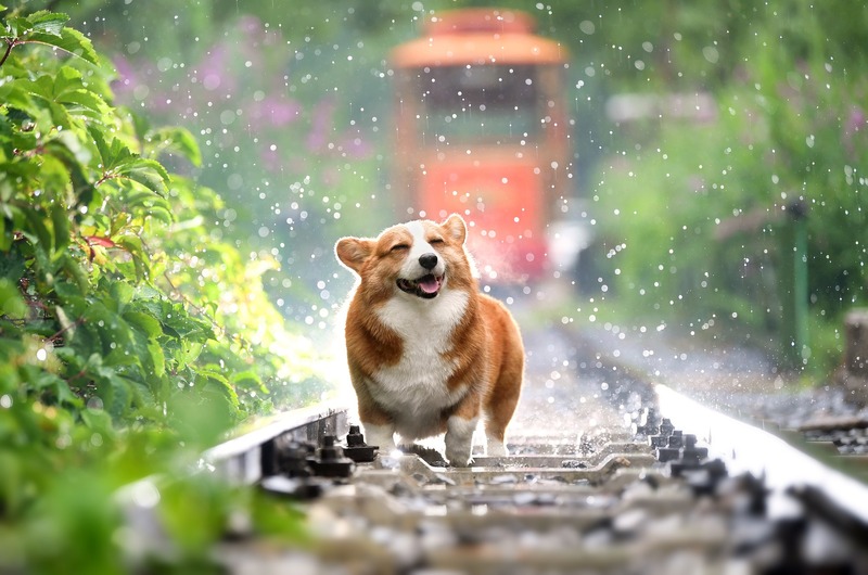 A Pembrok Welsh Corgi is running on the railroad tracks while it is raining (picture taken with Nikon D3s and Nikon AF-S 70-200mm F2.8 G IF-ED VR II )