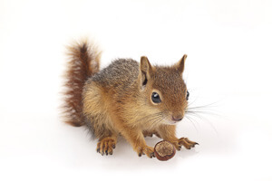 Squirrel with hazelnut