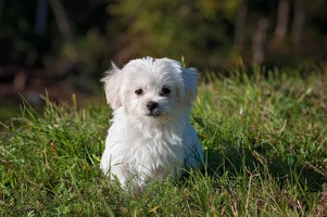 A small Maltese puppy in the grass
