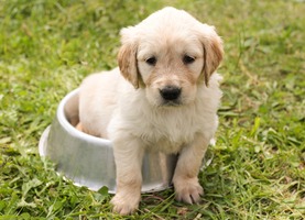 A Golden Retriever puppy is sitting in his food tray