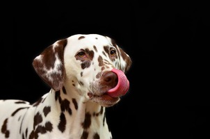 A Dalmatian with tongue on nose