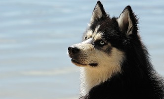 A Siberian Husky at the lake