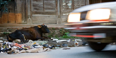 A cow is laying among garbate at a Kathmandu street
